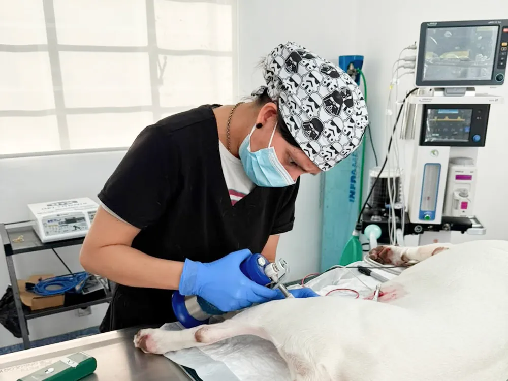 Crioterapia veterinaria en Pets Oncology CDMX