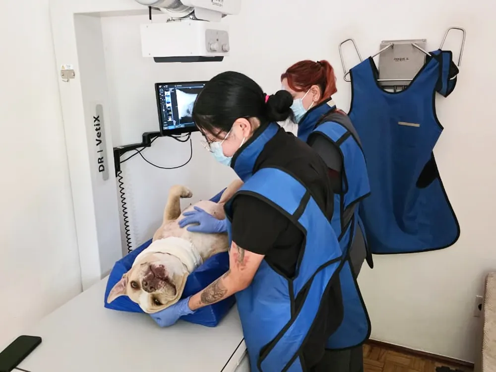 Diagnóstico veterinario por imágenes en Pets Oncology CDMX