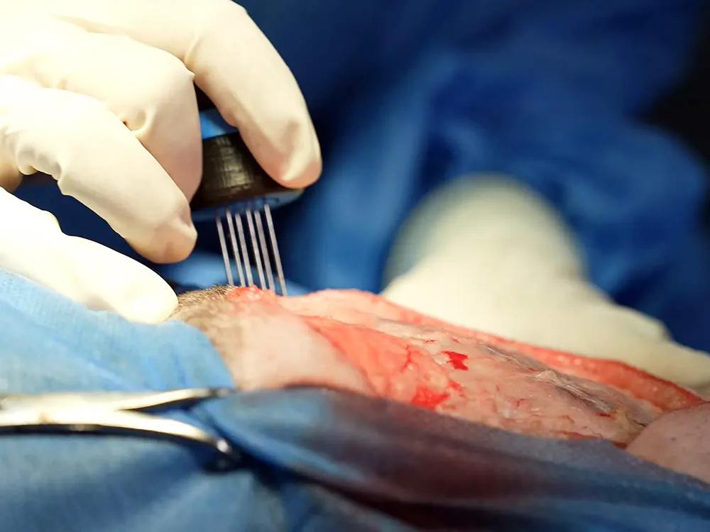 Electroquimioterapia veterinaria en Pets Oncology CDMX