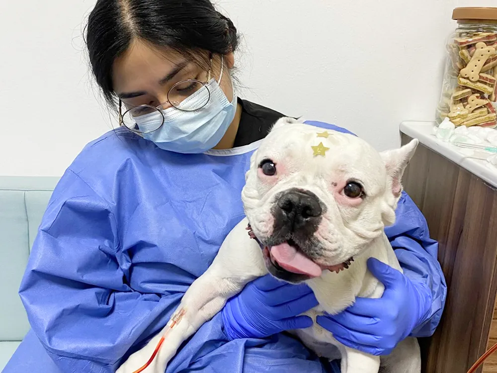 Quimioterapia veterinaria en Pets Oncology CDMX