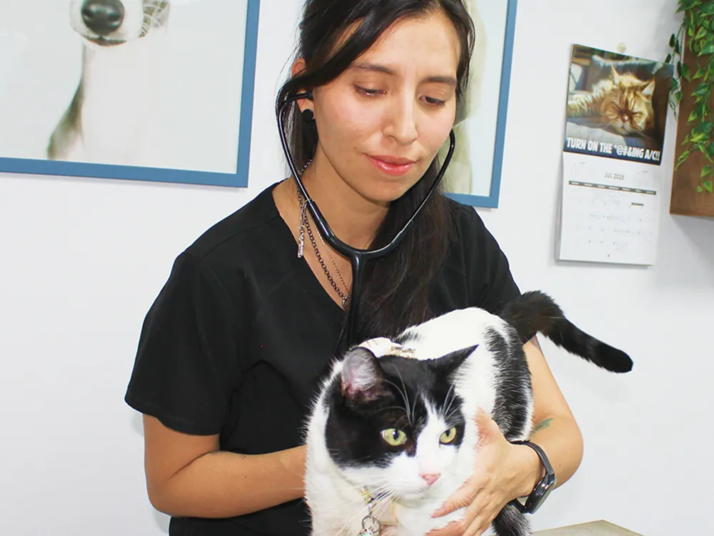 Oncóloga veterinaria atendiendo en Pets Oncology