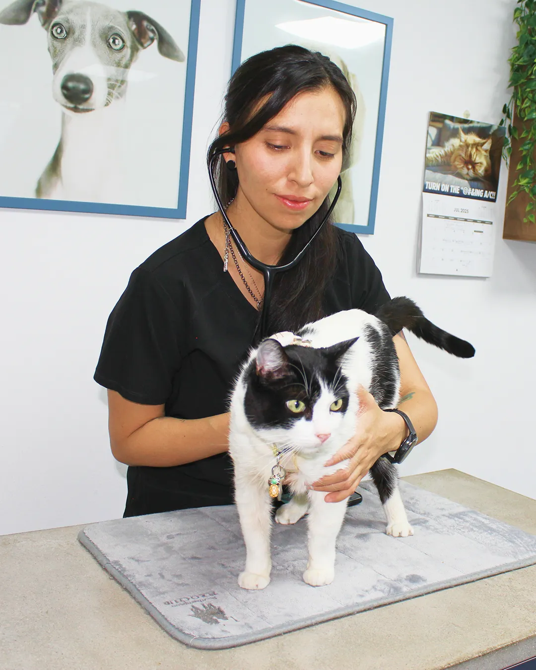Cirugia-oncologica-veterinaria-pets-oncology-1-1