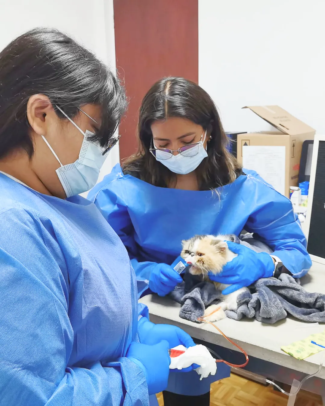 Quimioterapia-veterinaria-pets-oncology-1